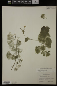Cabomba caroliniana image