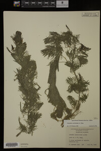Cabomba caroliniana image