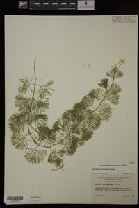 Cabomba caroliniana image