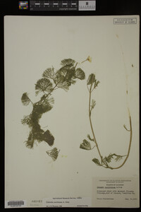 Cabomba caroliniana image