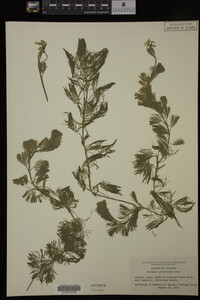 Cabomba caroliniana image