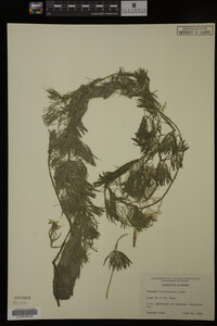 Cabomba caroliniana image