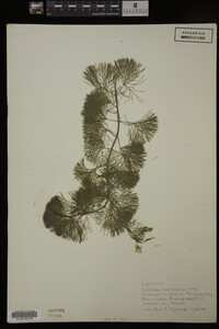 Cabomba caroliniana image