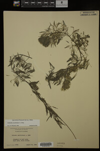 Cabomba caroliniana image