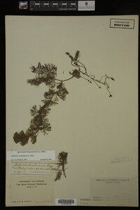 Cabomba caroliniana image