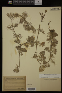 Cabomba caroliniana image