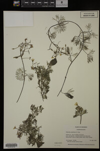 Cabomba caroliniana image