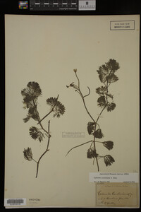 Cabomba caroliniana image