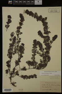 Cabomba caroliniana image