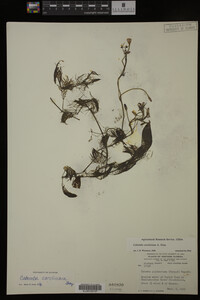 Cabomba caroliniana image