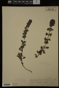 Cabomba caroliniana image