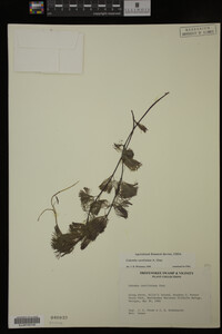 Cabomba caroliniana image