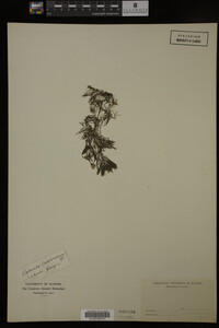 Cabomba caroliniana image