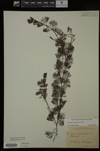 Cabomba caroliniana image