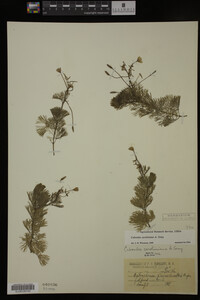 Cabomba caroliniana image