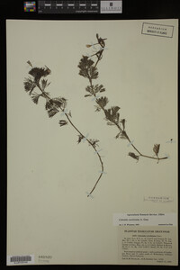 Cabomba caroliniana image