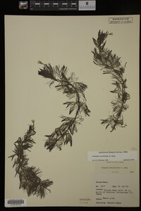 Cabomba caroliniana image
