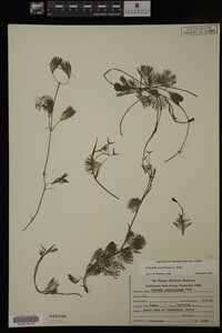 Cabomba caroliniana image