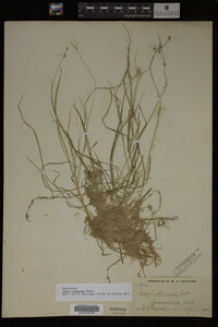 Carex trisperma image