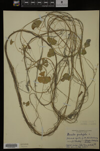 Image Associated With the Occurrence