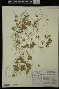 Image Associated With the Occurrence