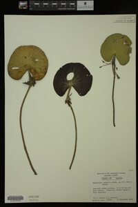 Nymphoides aquatica image