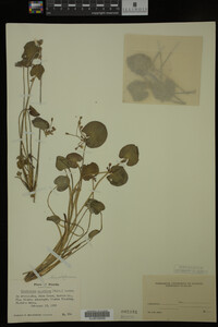 Nymphoides aquatica image