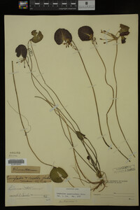 Nymphoides aquatica image