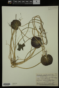 Nymphoides aquatica image