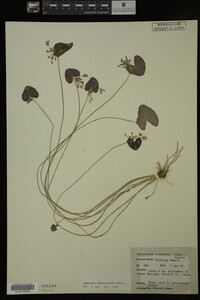 Nymphoides aquatica image
