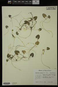 Nymphoides cordata image