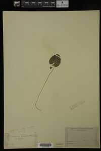 Nymphoides cordata image