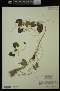 Nymphoides cordata image