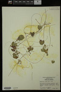 Nymphoides cordata image