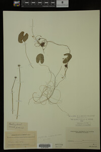 Nymphoides cordata image
