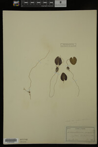 Nymphoides cordata image