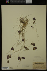 Nymphoides cordata image