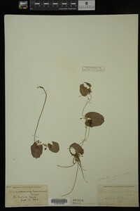 Nymphoides cordata image