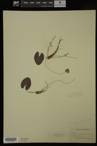 Nymphoides cordata image