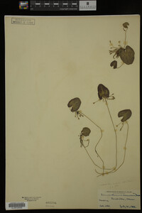 Nymphoides cordata image