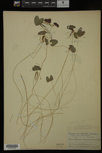 Nymphoides cordata image
