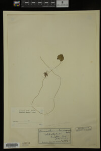 Nymphoides cordata image