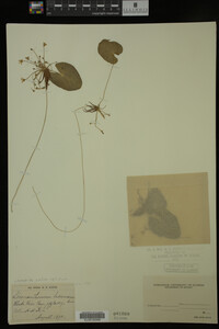 Nymphoides cordata image