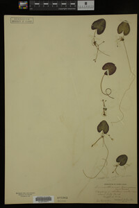 Nymphoides cordata image