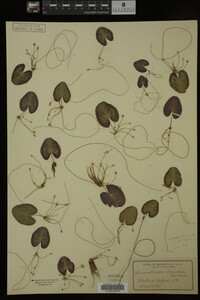 Nymphoides cordata image