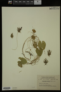 Nymphoides cordata image