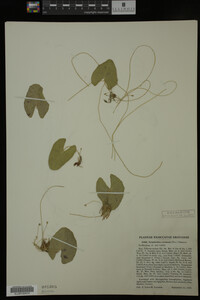 Nymphoides cordata image