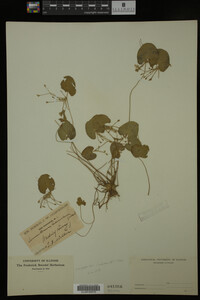 Nymphoides cordata image