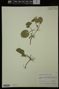 Nymphoides peltata image