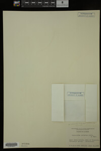 Nymphoides peltata image